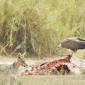 Jackal & Vulture