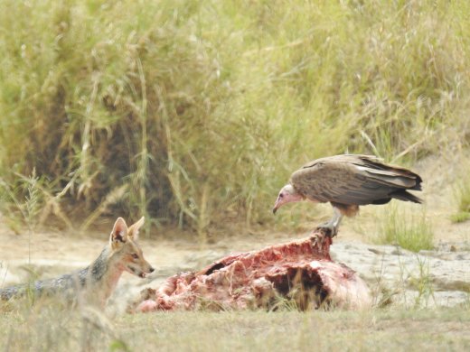 Jackal & Vulture