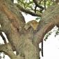 Leopard in Tree with Kill
