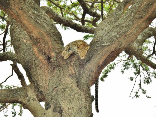 Leopard in Tree with Kill