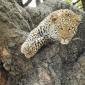 Leopard in Tree with Kill