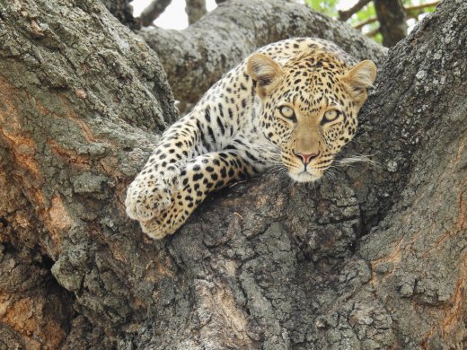 Leopard in Tree with Kill