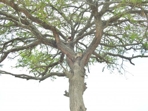 Leopard in Tree with Kill