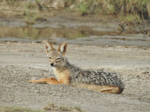 Black-backed Jackal