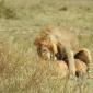Mating Lions