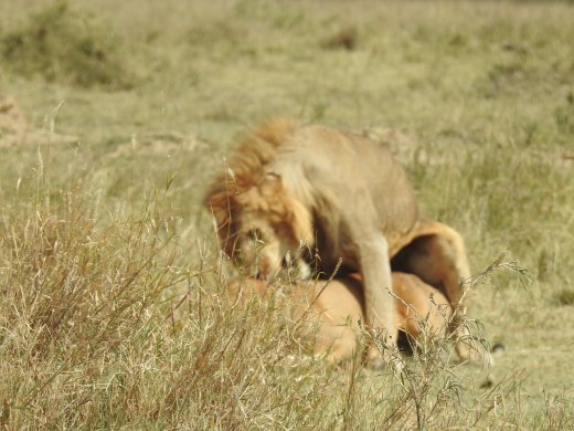 Mating Lions