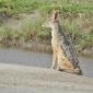 Black-backed Jackal
