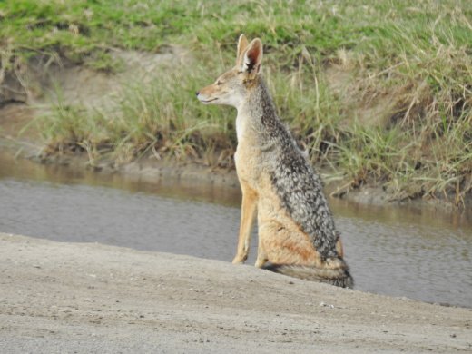 Black-backed Jackal