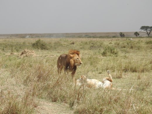 Mating Lions