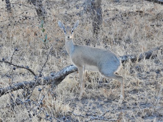 Gray Duiker