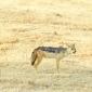 Black-backed Jackal