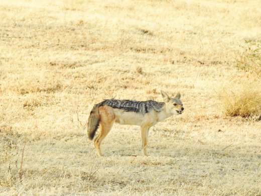 Black-backed Jackal