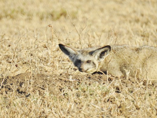 Bat-Eared Fox