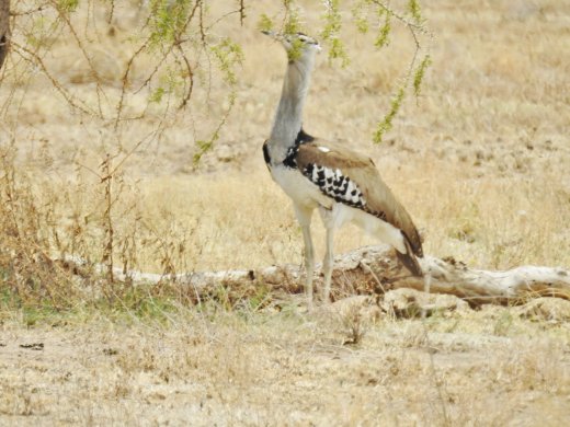 Kori Bustard
