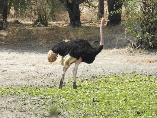 Ostrich