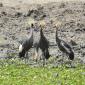 Gray Crowned Crane