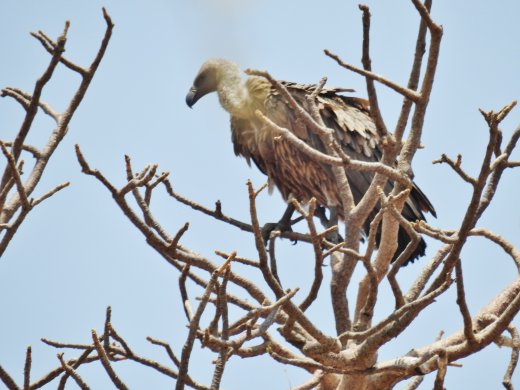Hooded Vulture