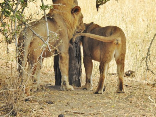 Second Pair of Lions