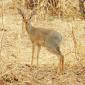Gray Duiker, Female