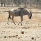 Wildebeest