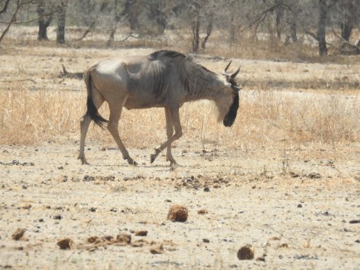 Wildebeest