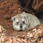 Tree Hyrax