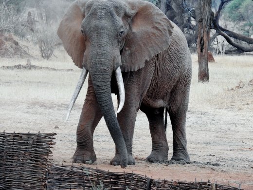 Tusker in Camp