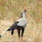 Secretary Bird