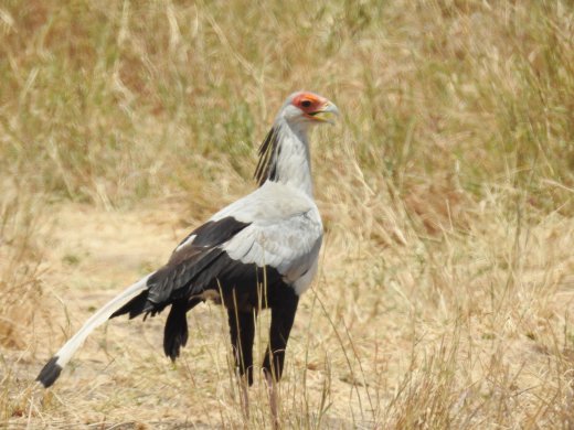 Secretary Bird