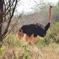 Ostrich