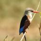 Grey-headed Kingfisher