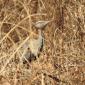 Buff Crested Bustard