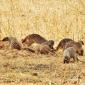 Banded Mongoose