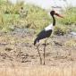 Saddle-billed Stork
