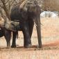 Elephant Baby Nursing