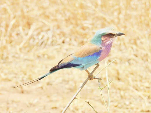 Lilac Breasted Roller