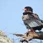 Bateleur Eagle