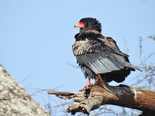 Bateleur Eagle