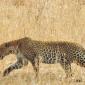 Leopard Gives Up+Leaves