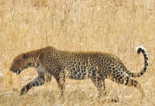 Leopard Gives Up+Leaves