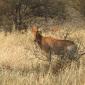 Red Hartebeest