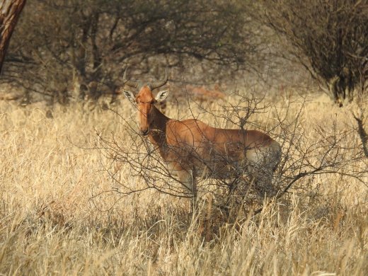 Red Hartebeest