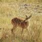 Reedbuck