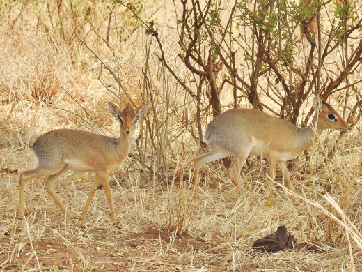 Gray Duiker