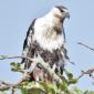 Juvenile Fish Eagle