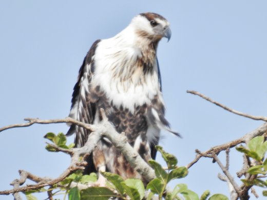 Juvenile Fish Eagle