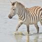 Zebra at River