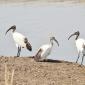 Sacred Ibis