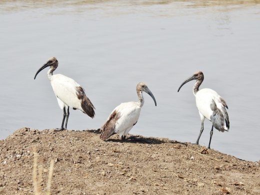 Sacred Ibis