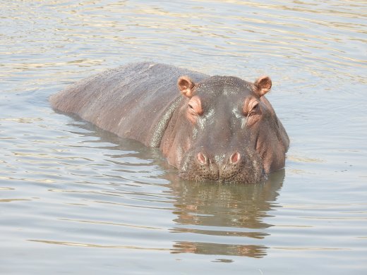 Hippo